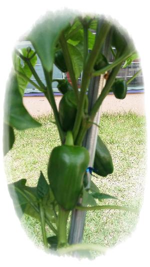 20170530_170735.jpg