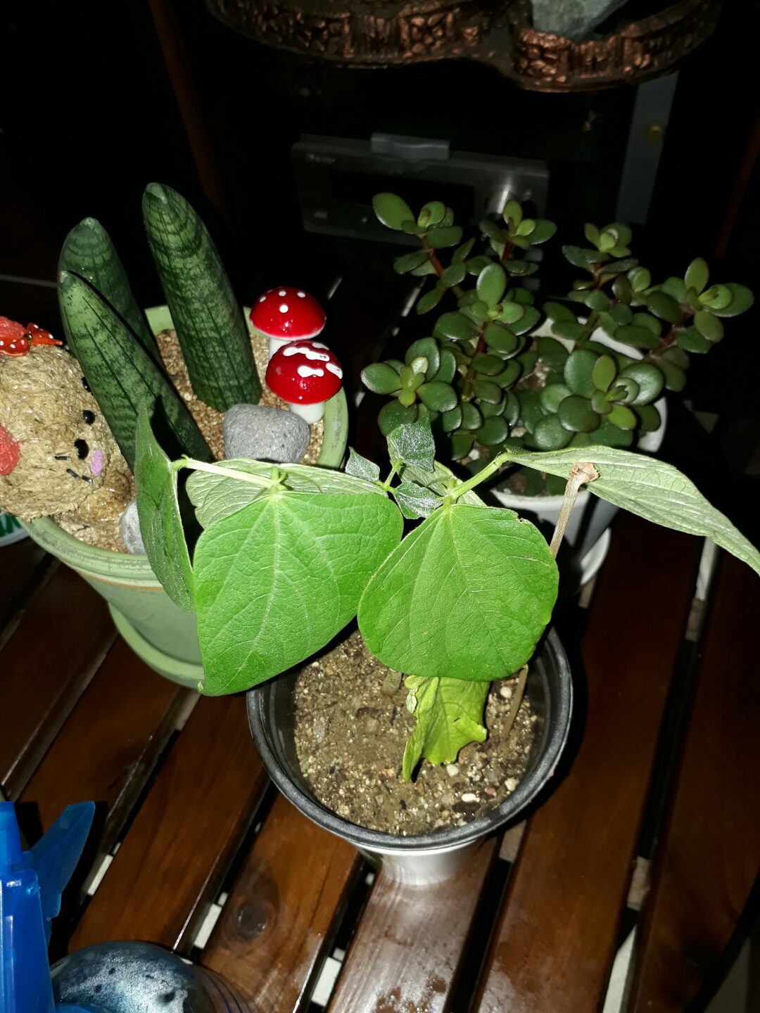 밥밥이 7일째 사진입니다:)