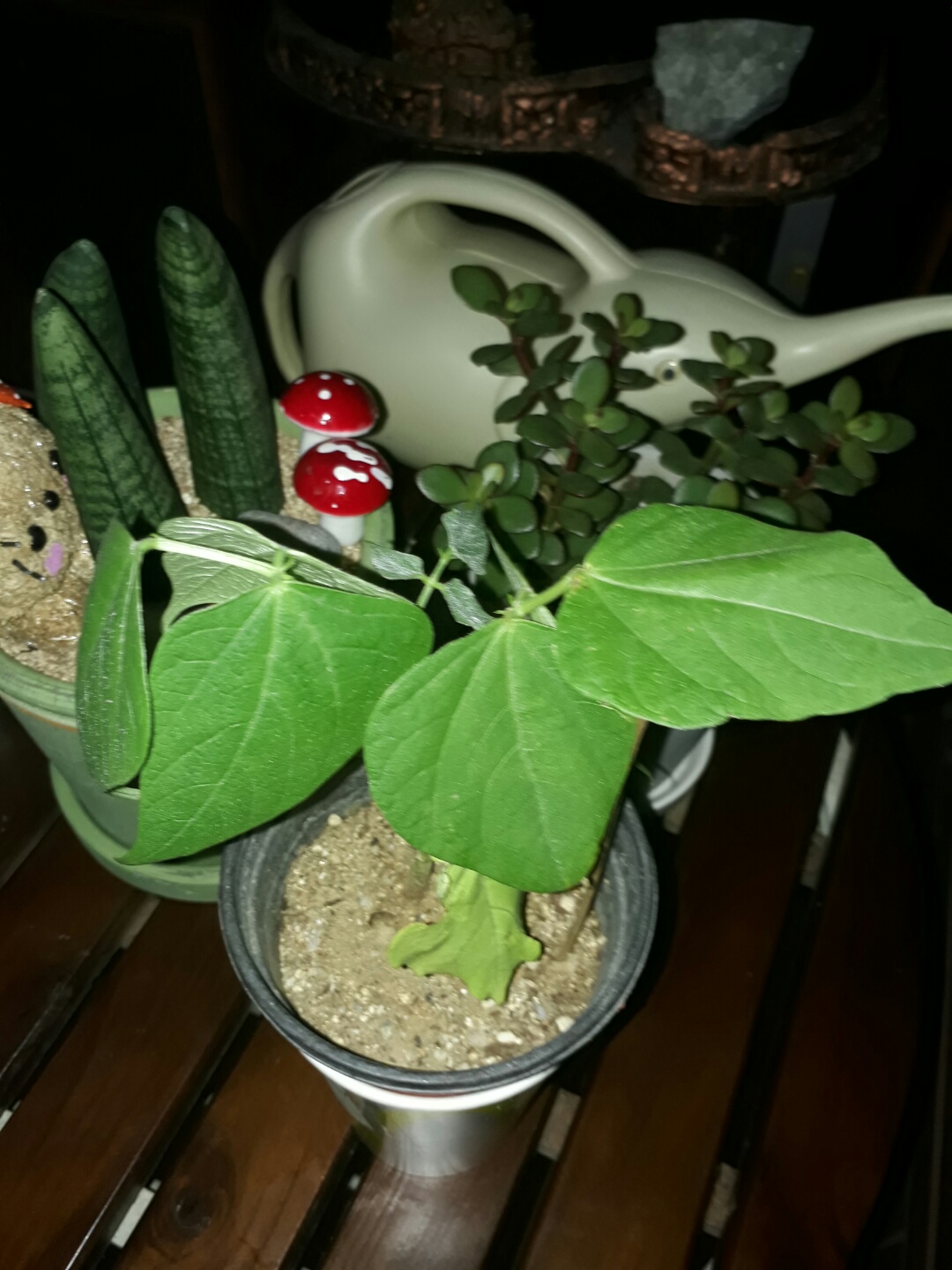 밥밥이 6일차 사진입니다