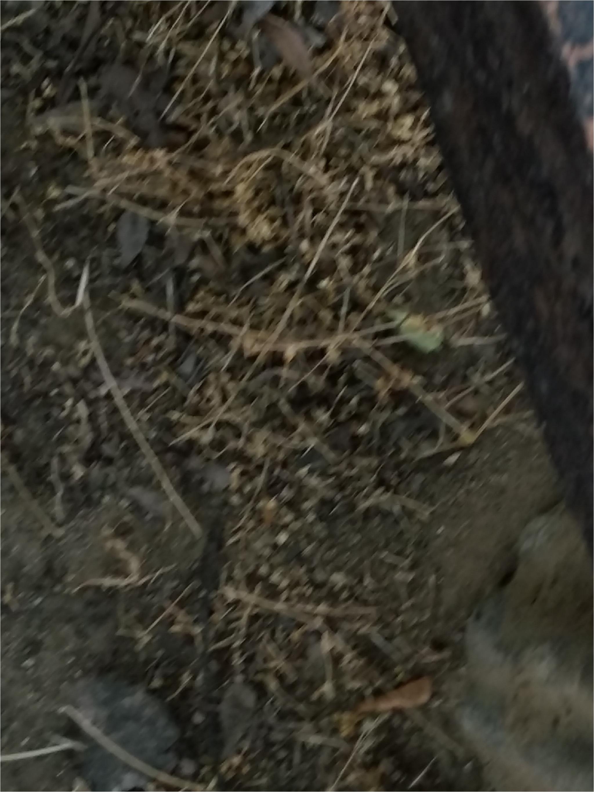 곤충