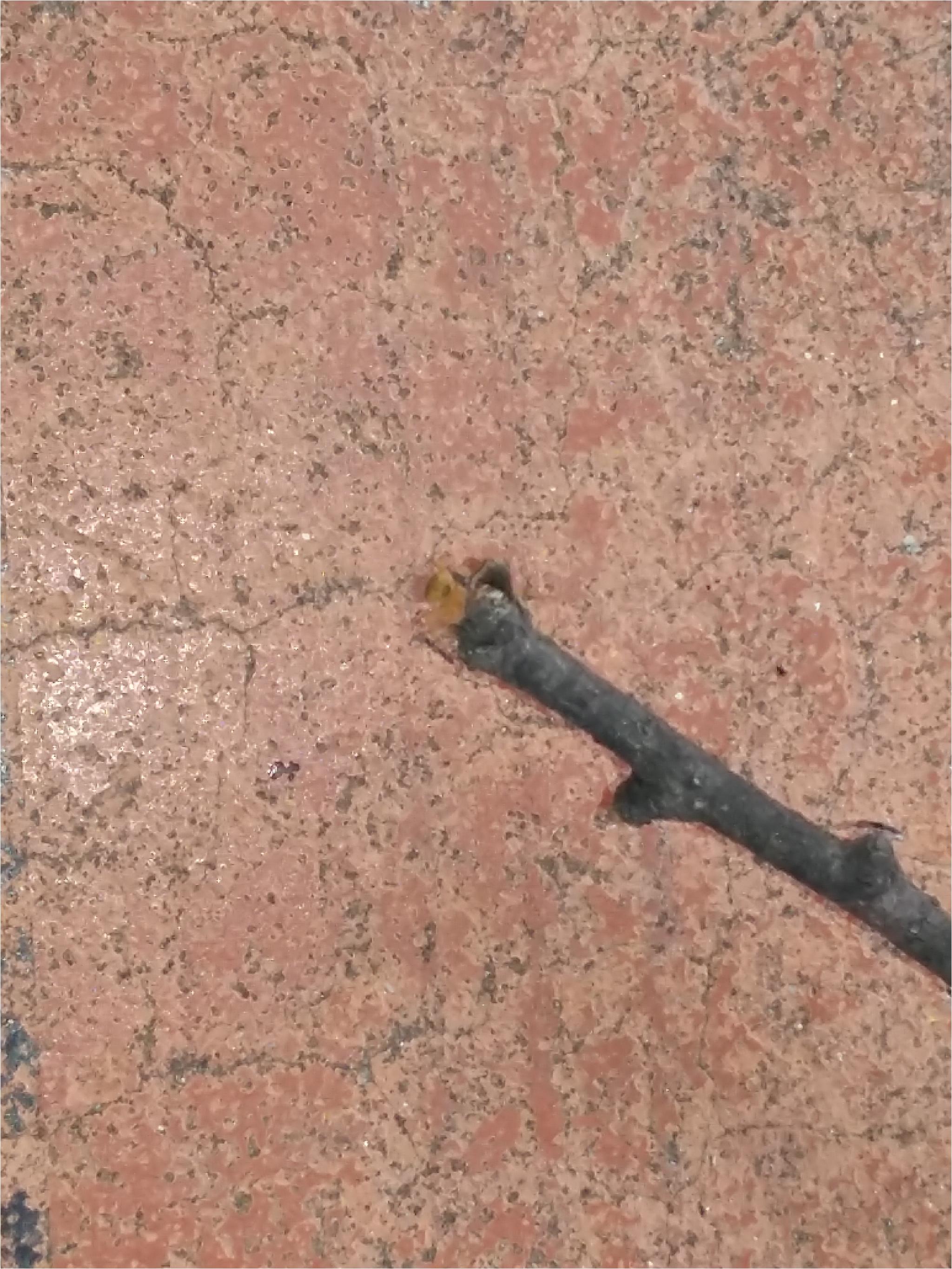 곤충
