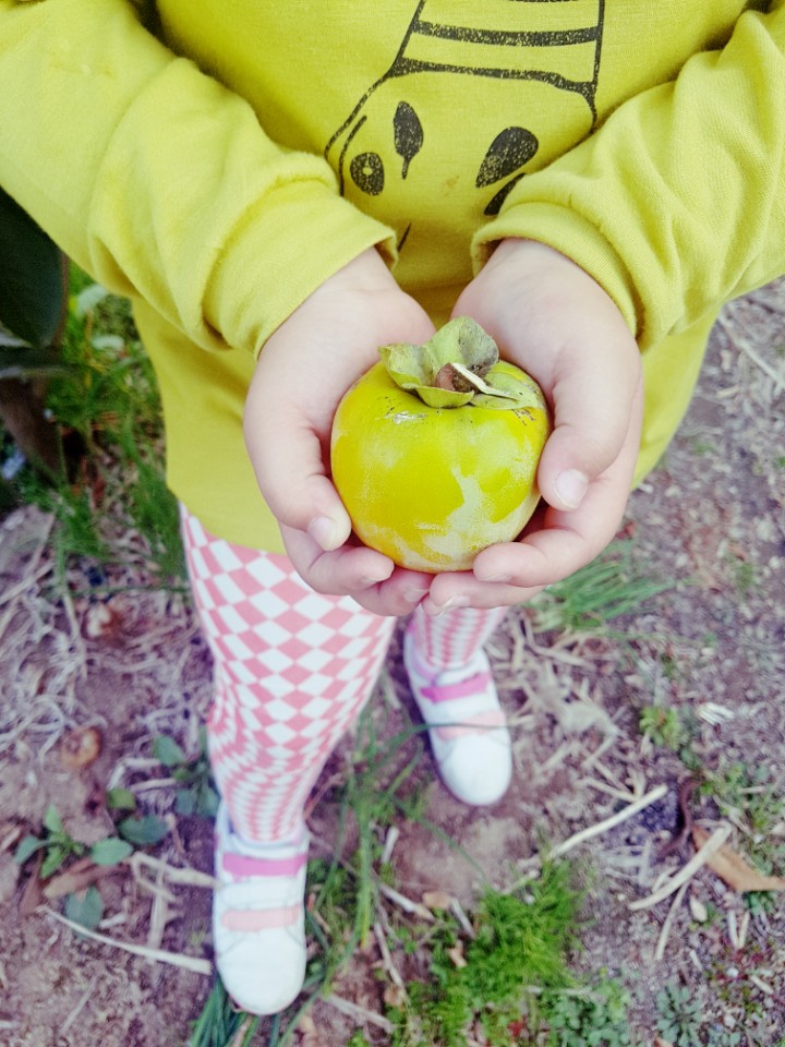 감이예요