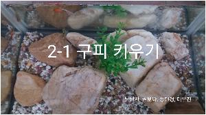 2-1 구피 키우기.jpg