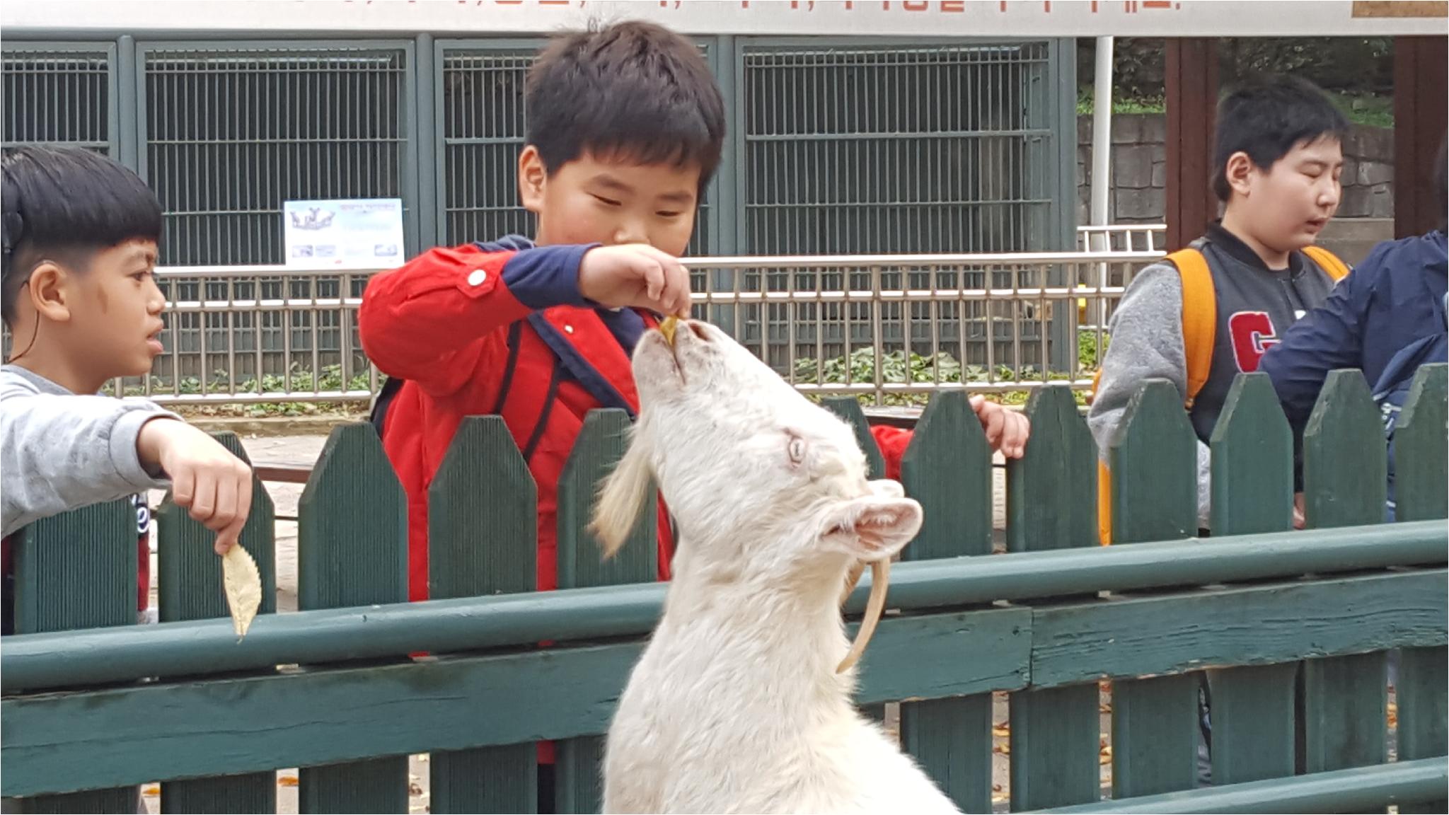 염소에게 먹이를 주는 민근이