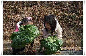 배추 수확~ (1).JPG