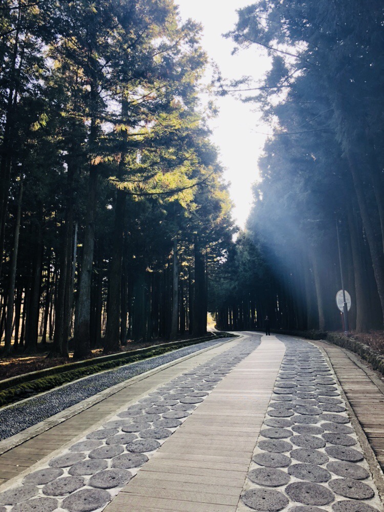 세번째 사진은 절물 휴양림에서 찍은 사진입니다. 친구들과 자유시간으로 산책을 하다가 저 사진 방향의 시선이 온갖 스트레스를 풀어주는 듯 힐링이 되서 다같이 공유하고자 이 사진을 찍었습니다.