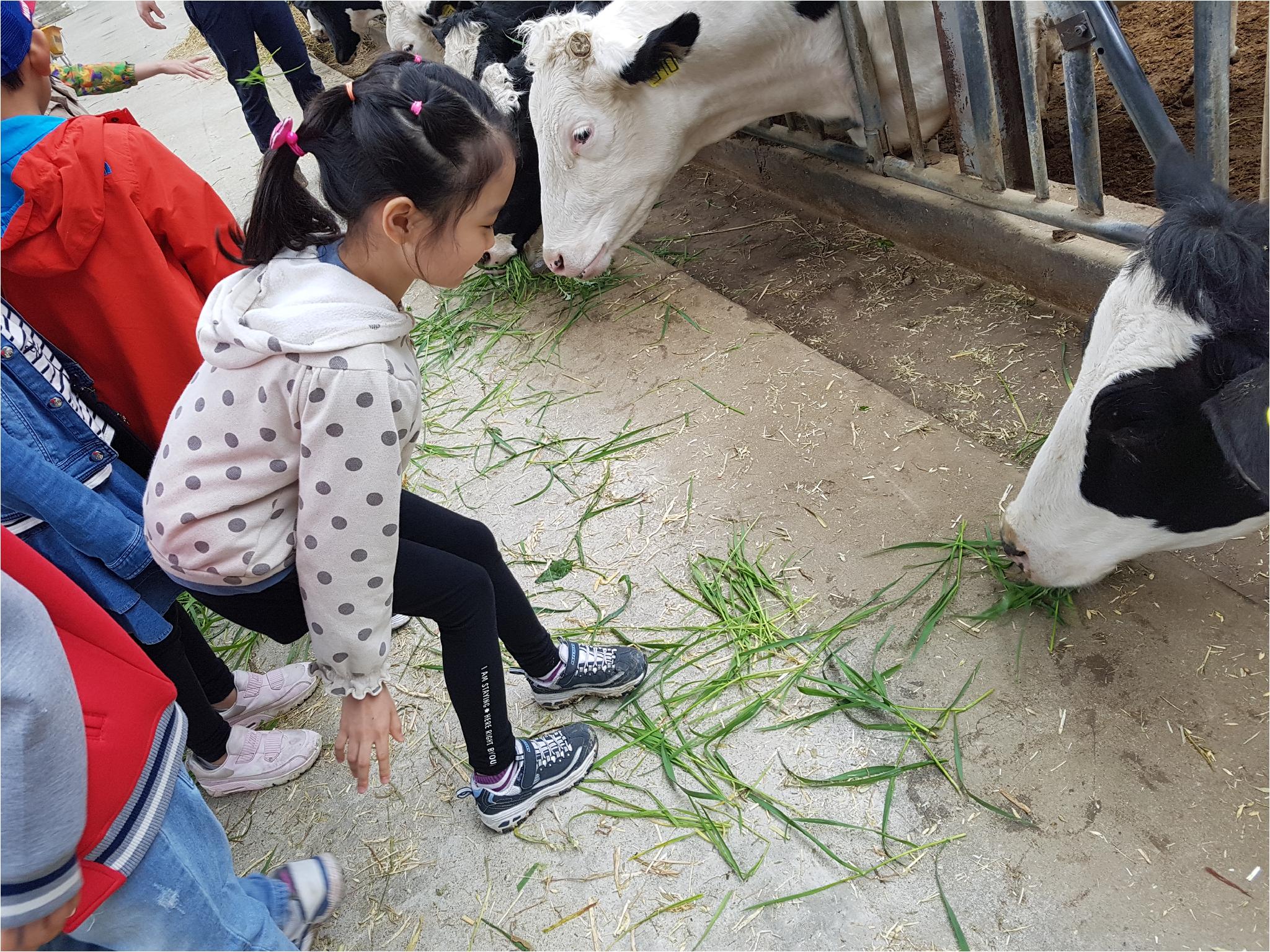 1학기 현장체험학습(송아지 우유 먹이기, 젖소 건초 주기)