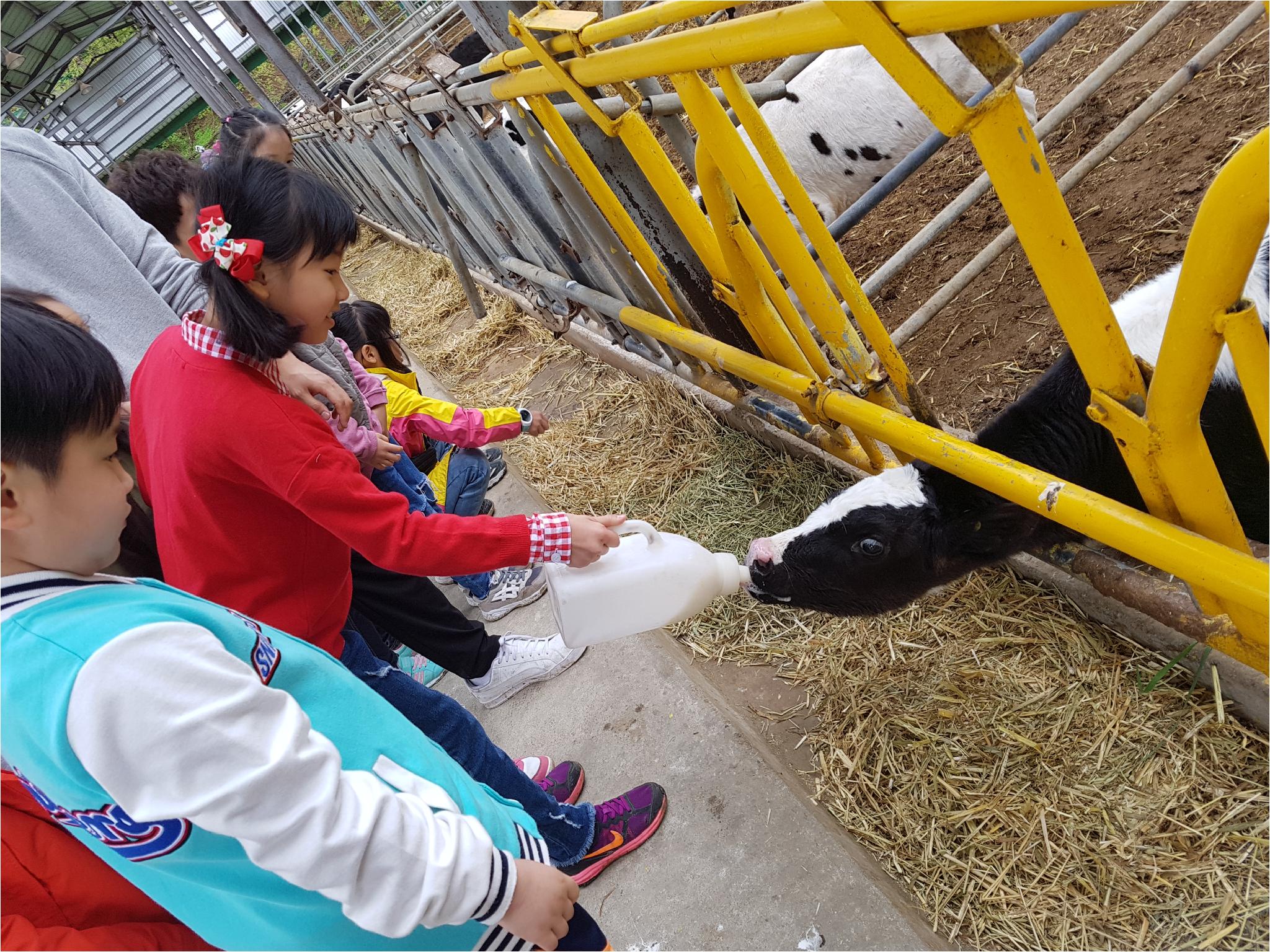 1학기 현장체험학습(송아지 우유 먹이기, 젖소 건초 주기)