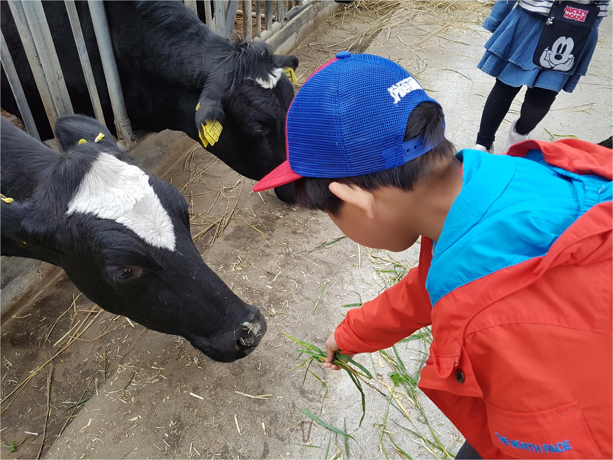 1학기 현장체험학습(송아지 우유 먹이기, 젖소 건초 주기)