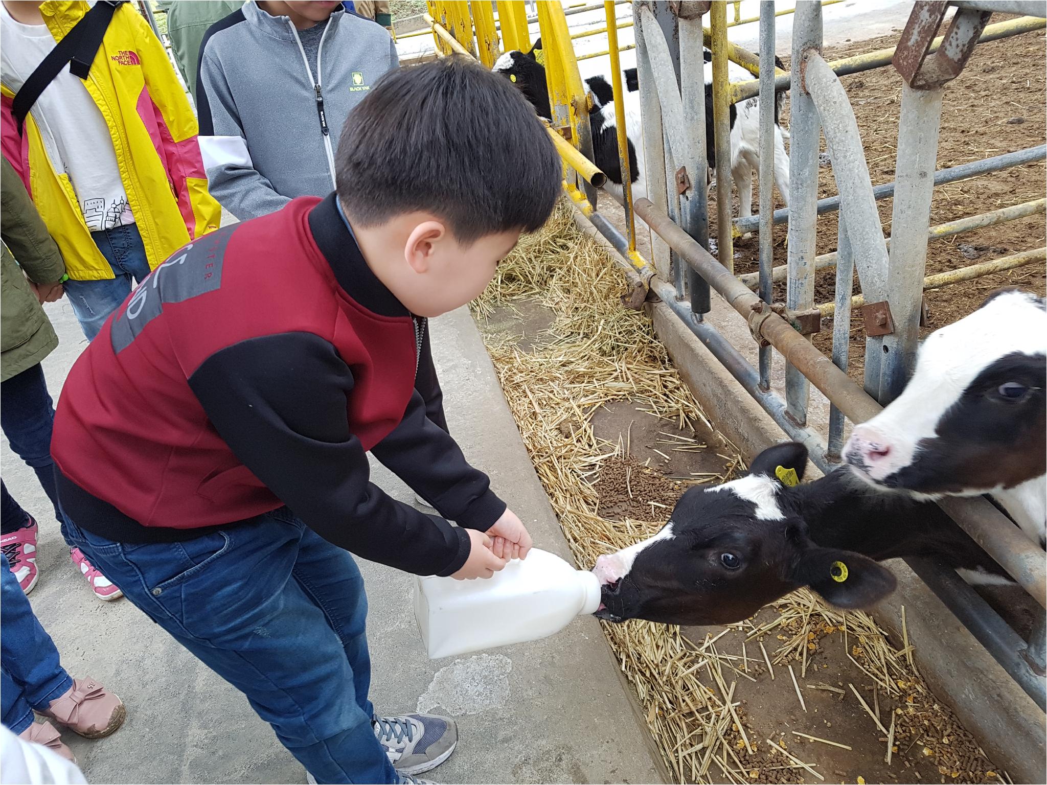 1학기 현장체험학습(송아지 우유 먹이기, 젖소 건초 주기)