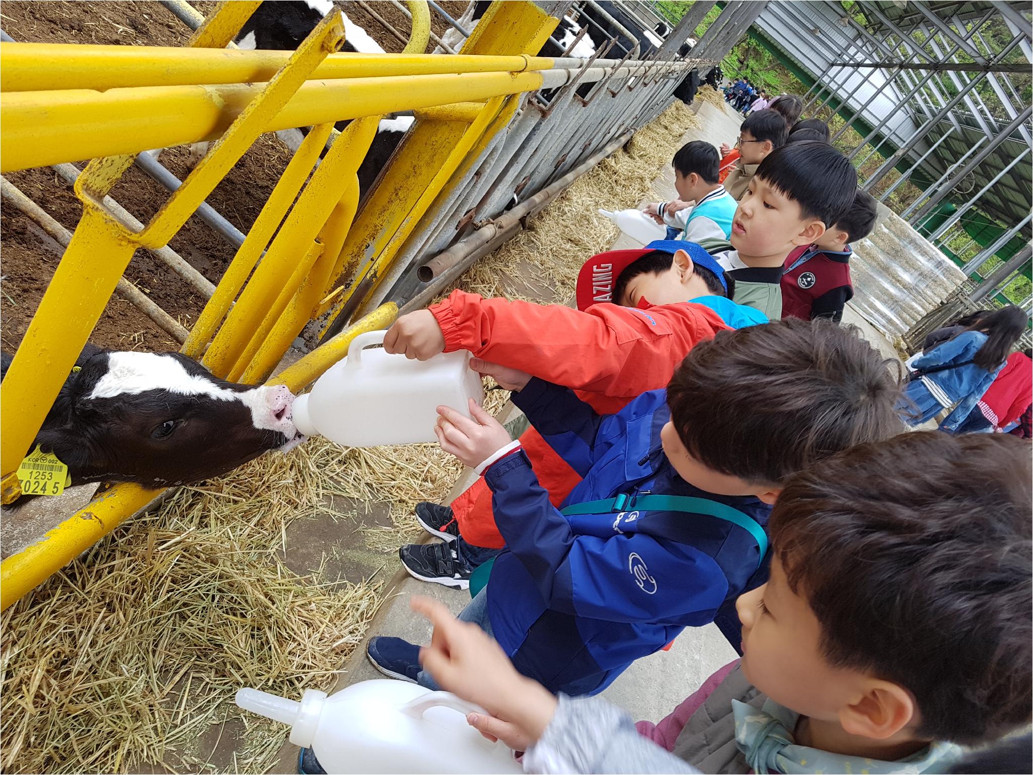 1학기 현장체험학습(송아지 우유 먹이기, 젖소 건초 주기)