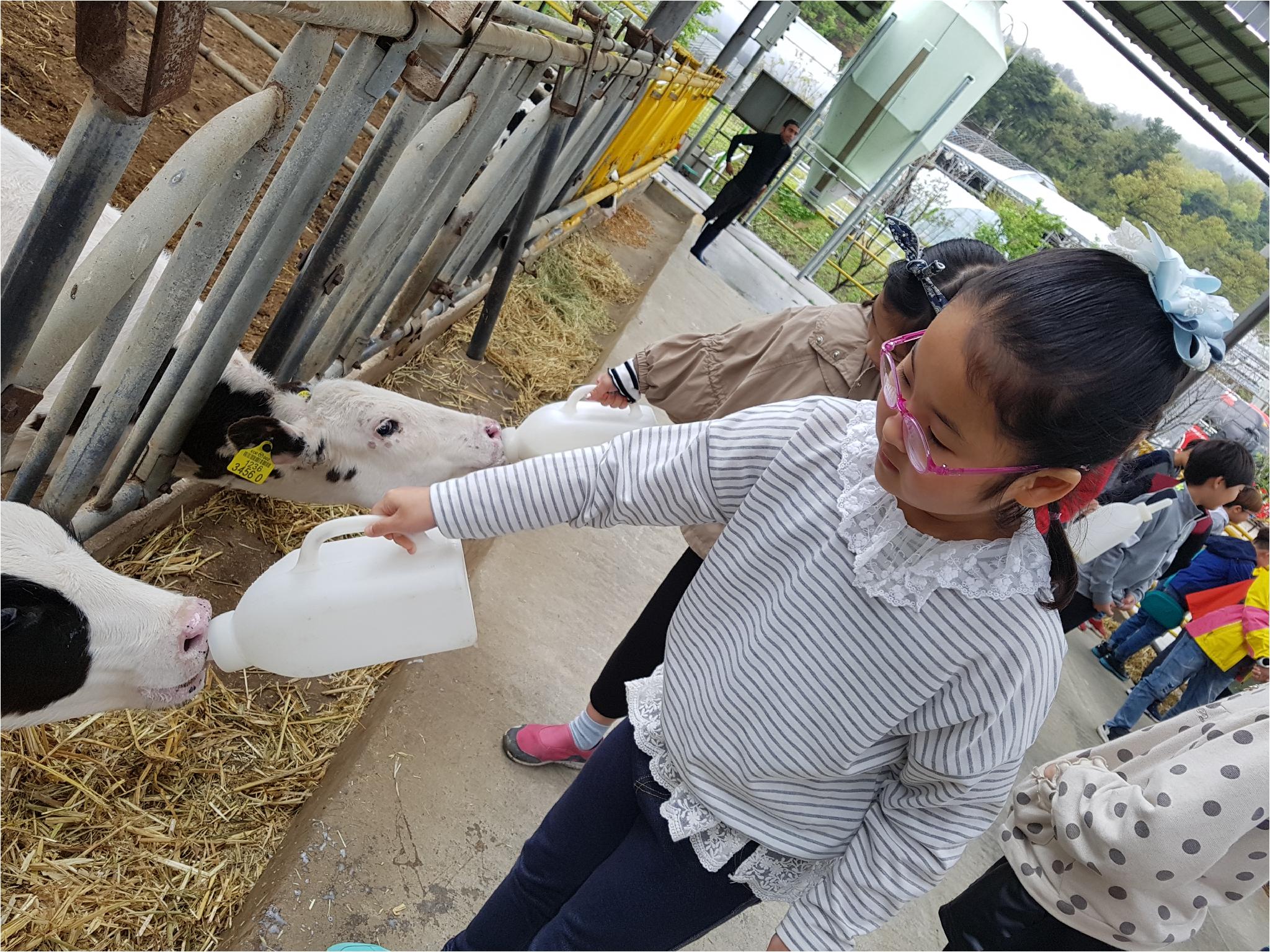 1학기 현장체험학습(송아지 우유 먹이기, 젖소 건초 주기)