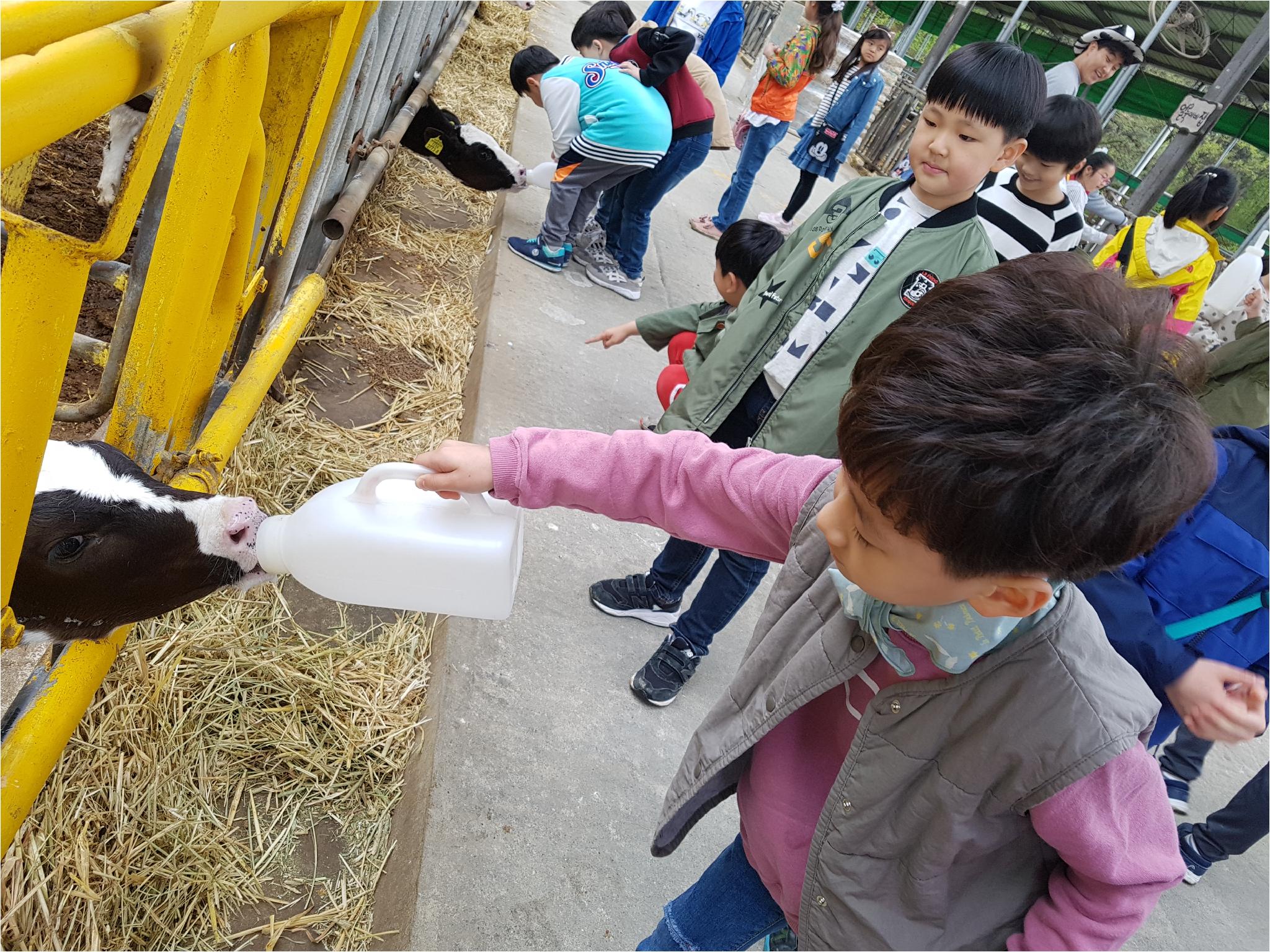 1학기 현장체험학습(송아지 우유 먹이기, 젖소 건초 주기)