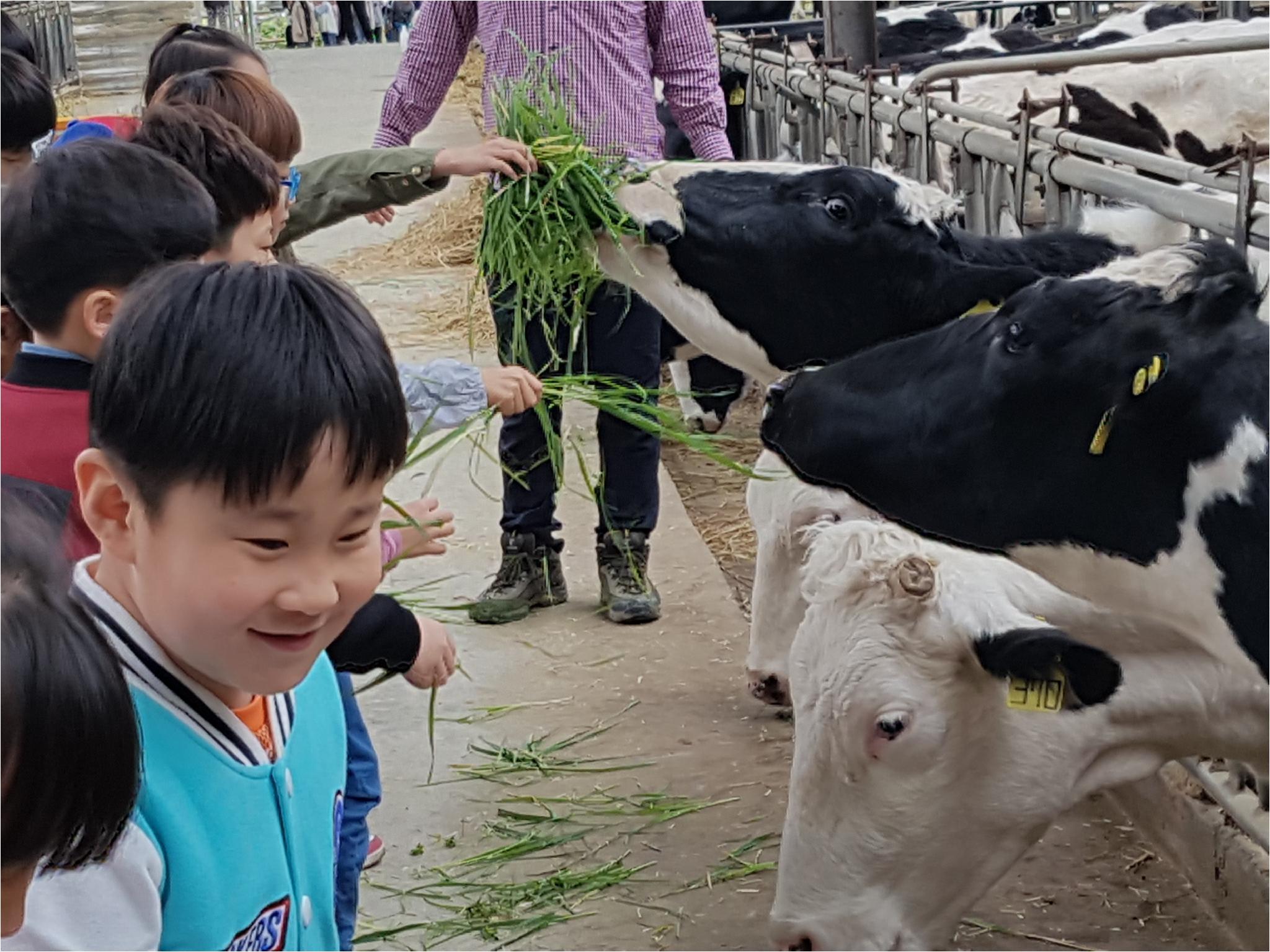 1학기 현장체험학습(송아지 우유 먹이기, 젖소 건초 주기)