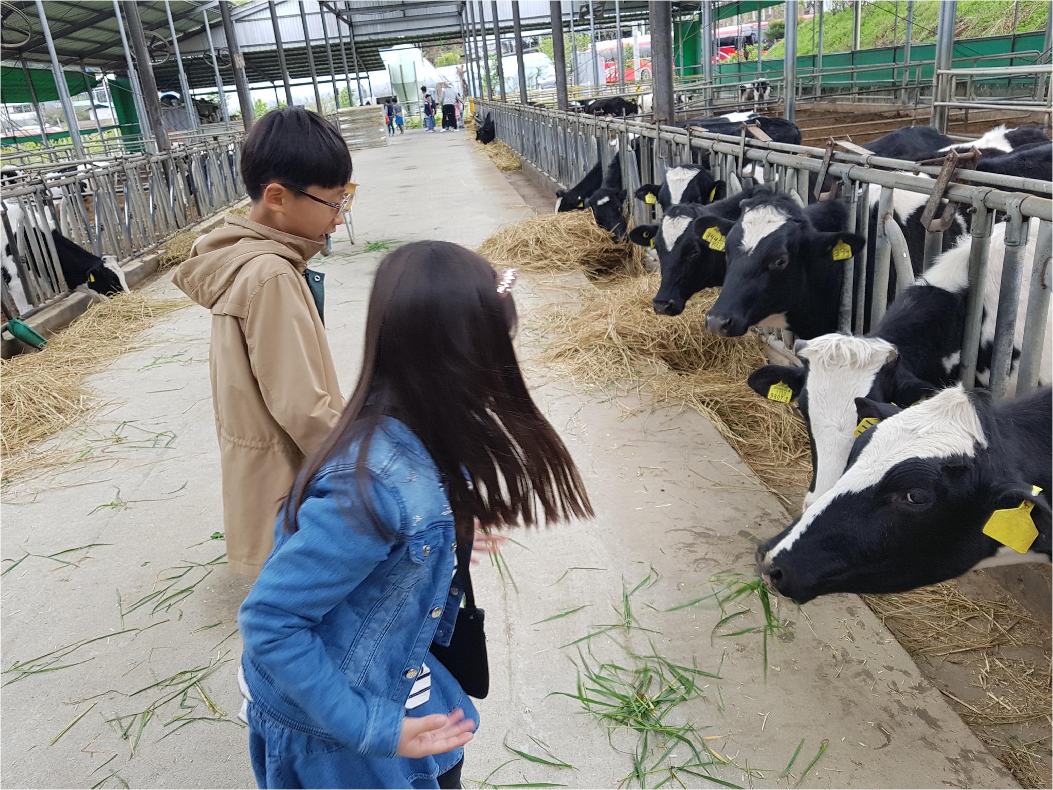 1학기 현장체험학습(송아지 우유 먹이기, 젖소 건초 주기)