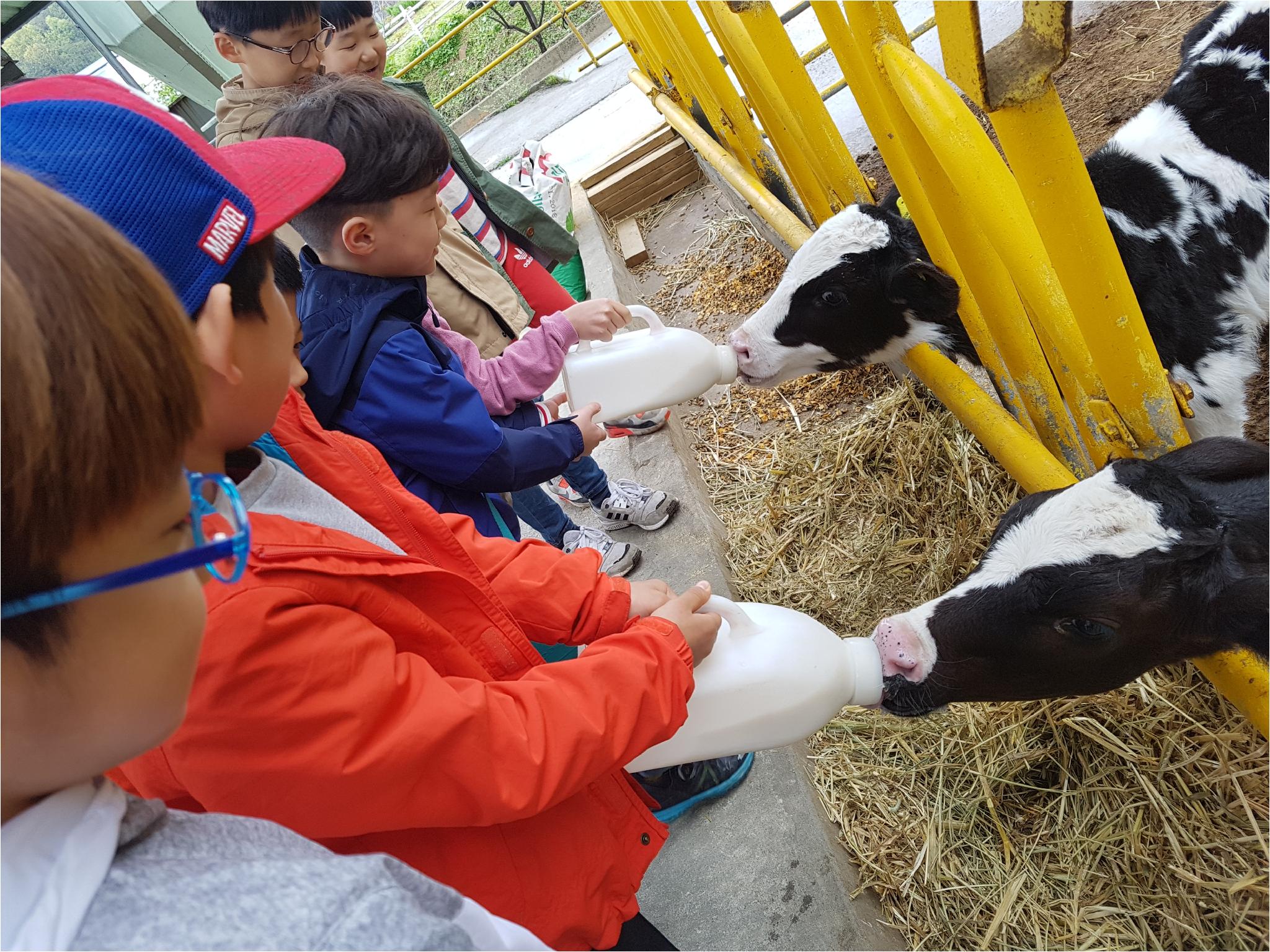 1학기 현장체험학습(송아지 우유 먹이기, 젖소 건초 주기)