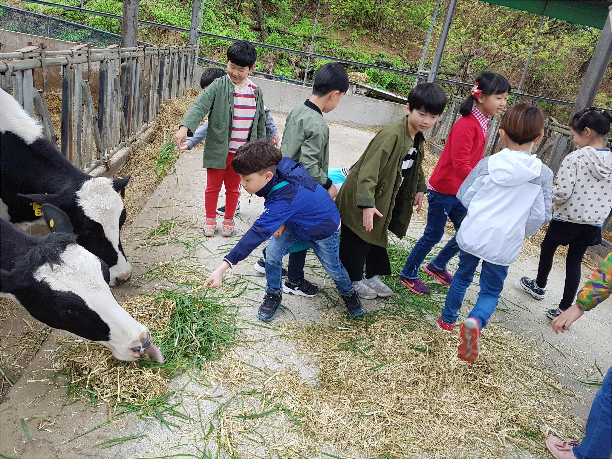 1학기 현장체험학습(송아지 우유 먹이기, 젖소 건초 주기)