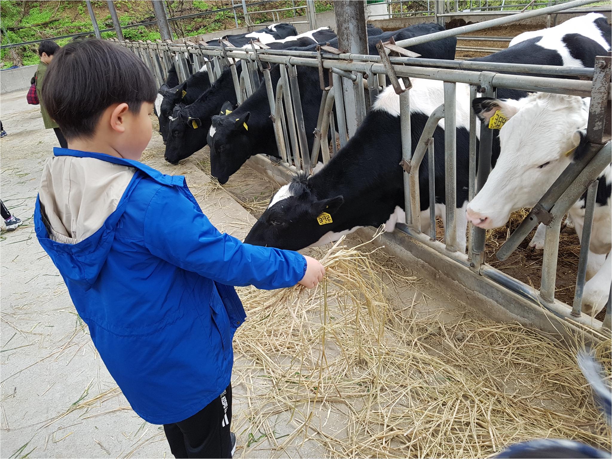 1학기 현장체험학습(송아지 우유 먹이기, 젖소 건초 주기)