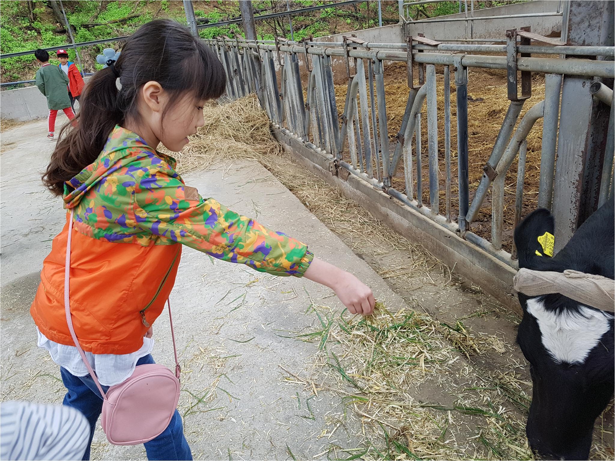 1학기 현장체험학습(송아지 우유 먹이기, 젖소 건초 주기)