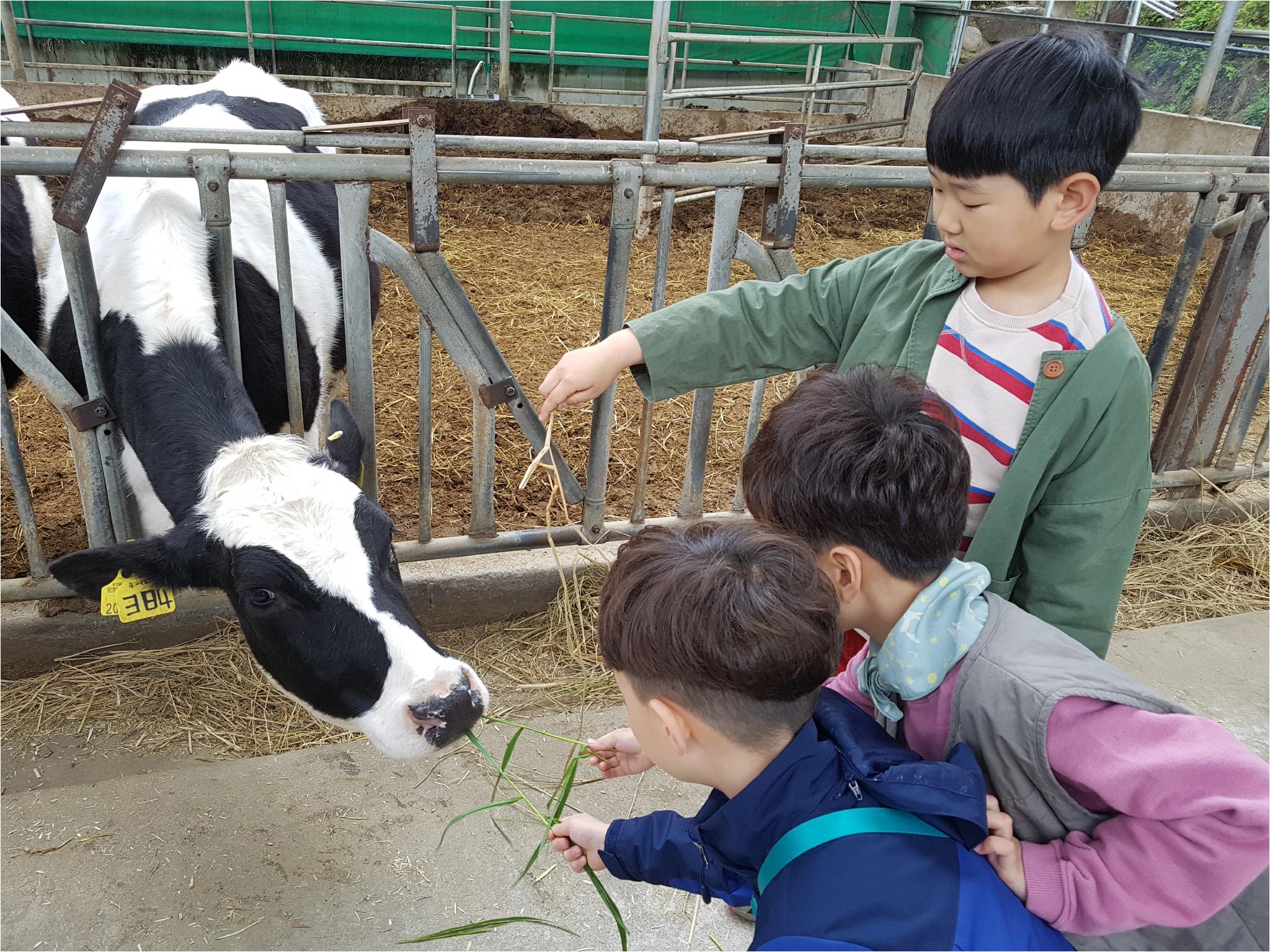 1학기 현장체험학습(송아지 우유 먹이기, 젖소 건초 주기)