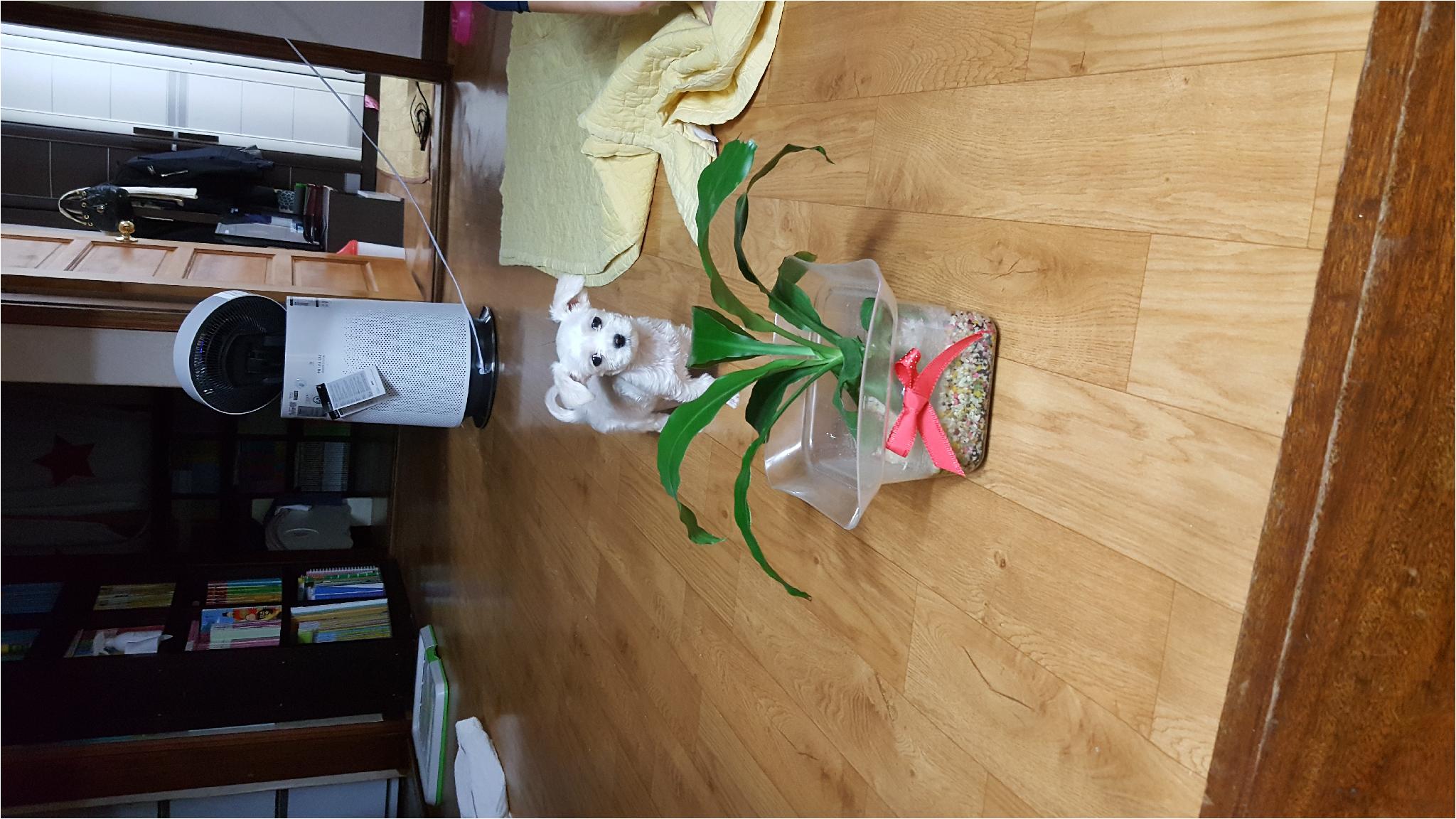 화분