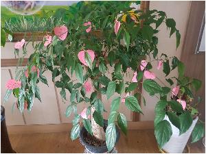 20180424_092317.jpg