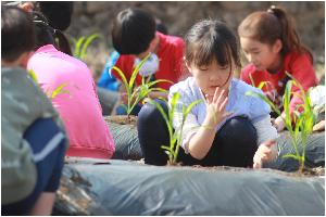 크기변환_2018-04-20 옥수수심기10.JPG