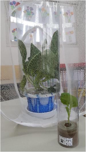 배추흰나비.jpg