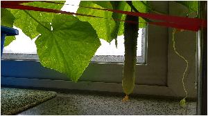 0614첫오이수확2.jpg