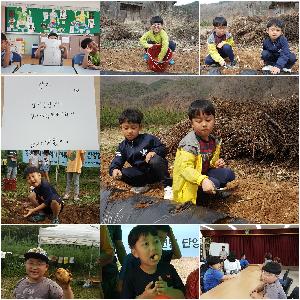 감자재배.jpg