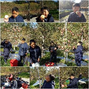 사과따기.jpg