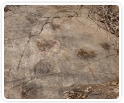 원촌리 공룡화석 및 지층 사진