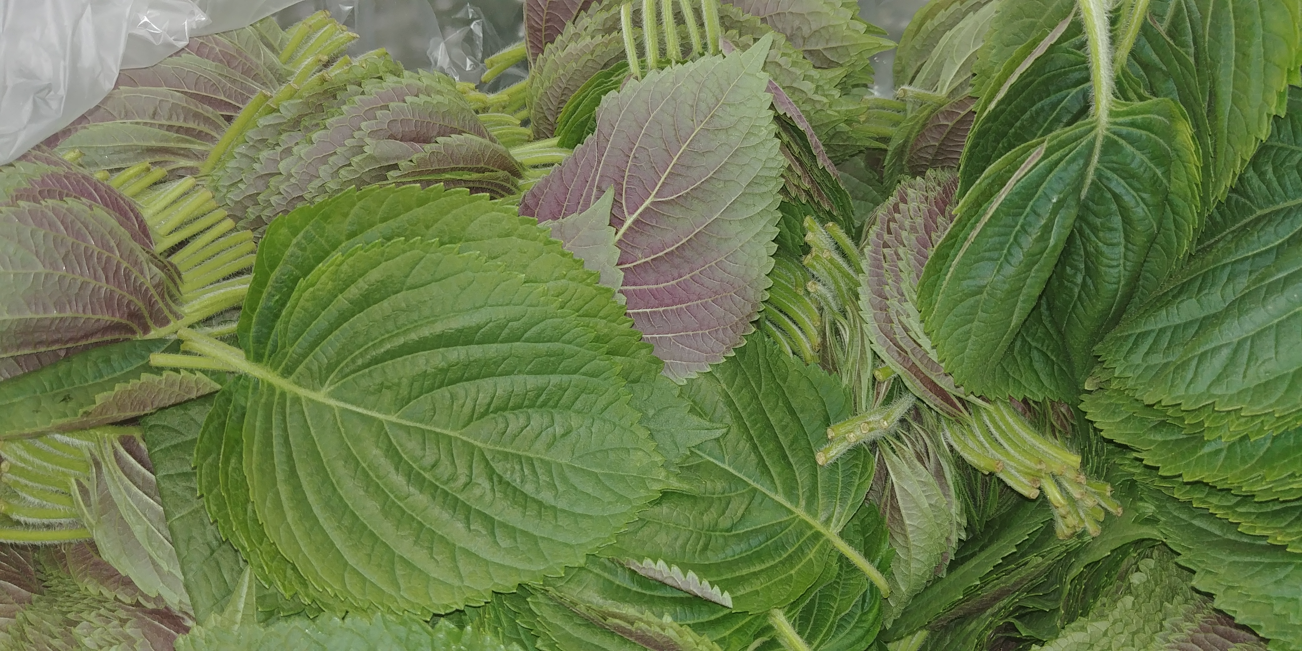 20190305_084634