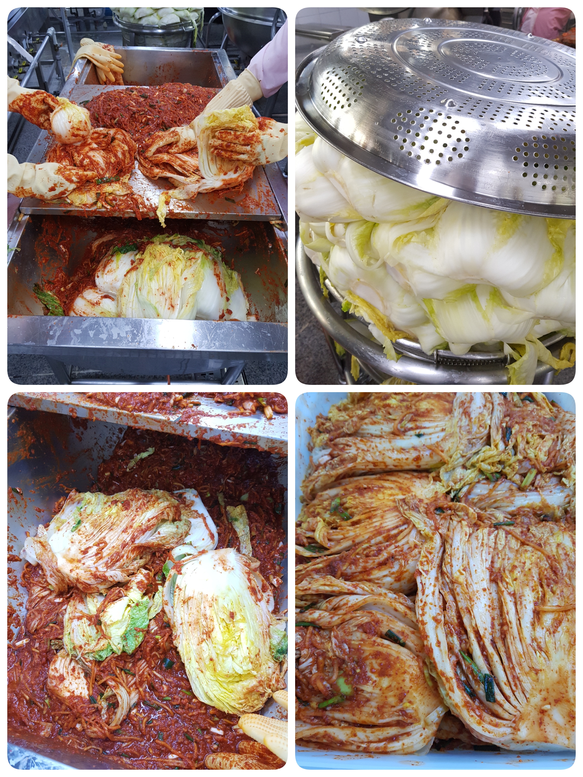 김치담는 조리과정