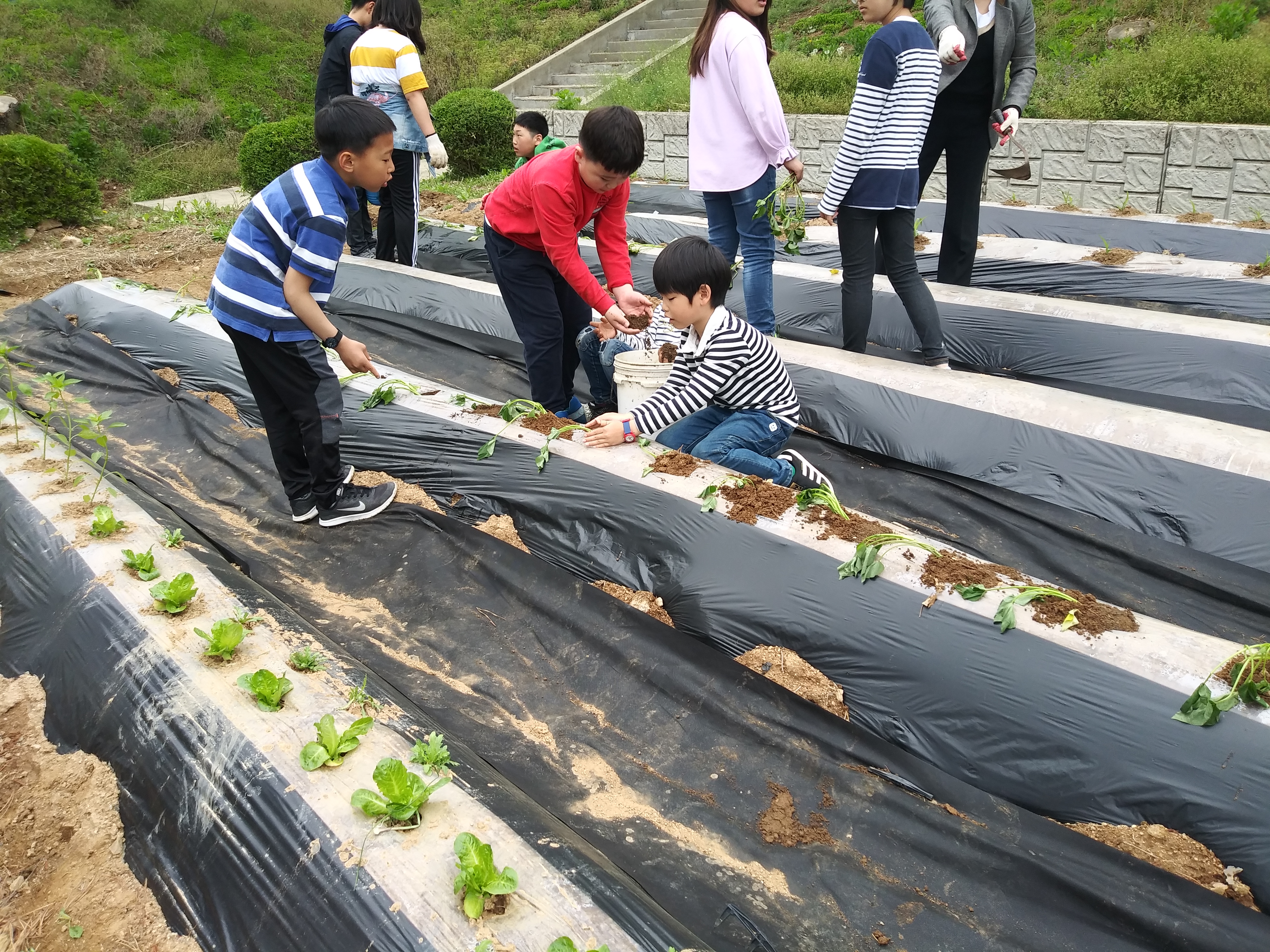 고구마 심기 9