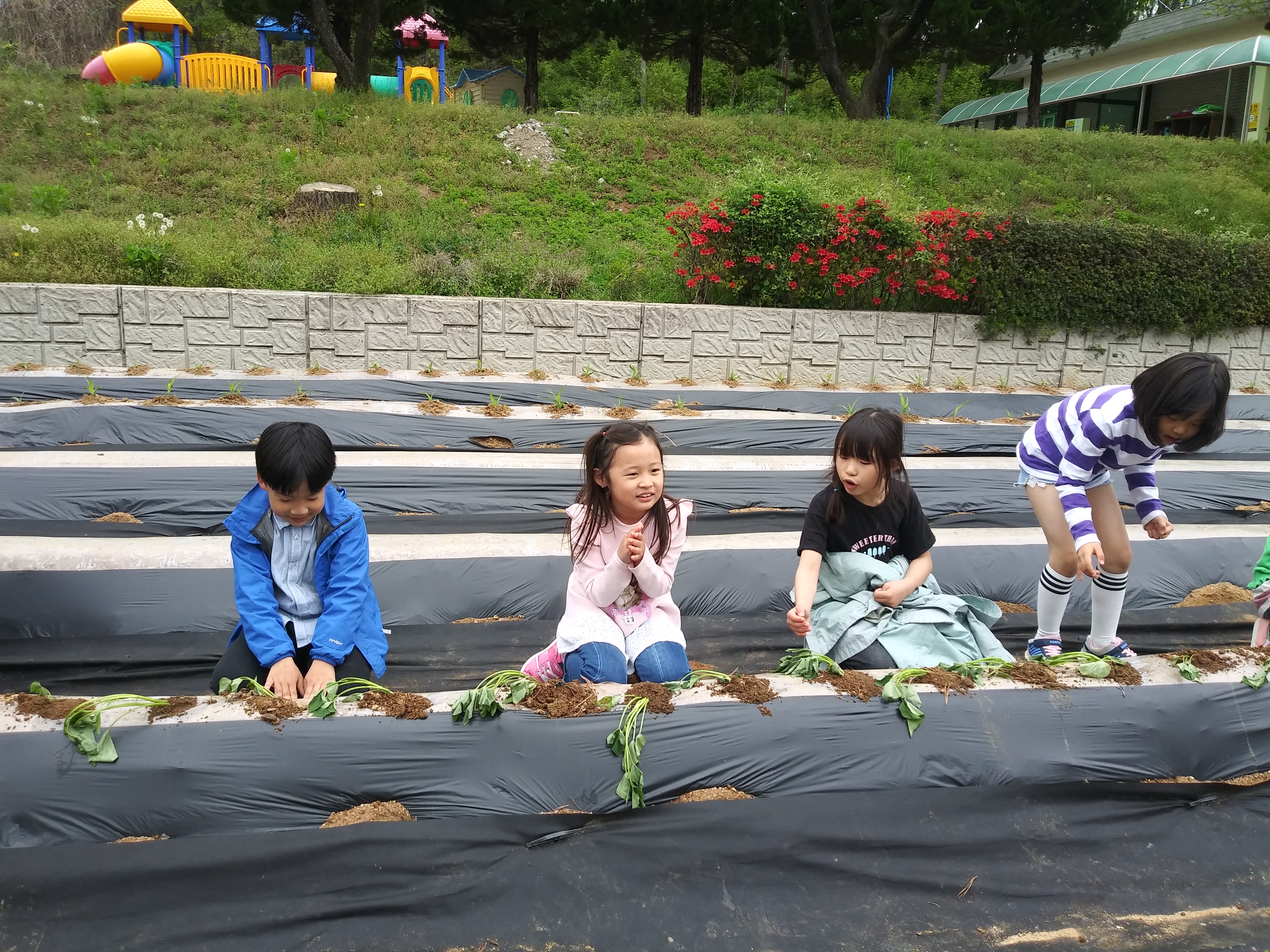 고구마 심기 5