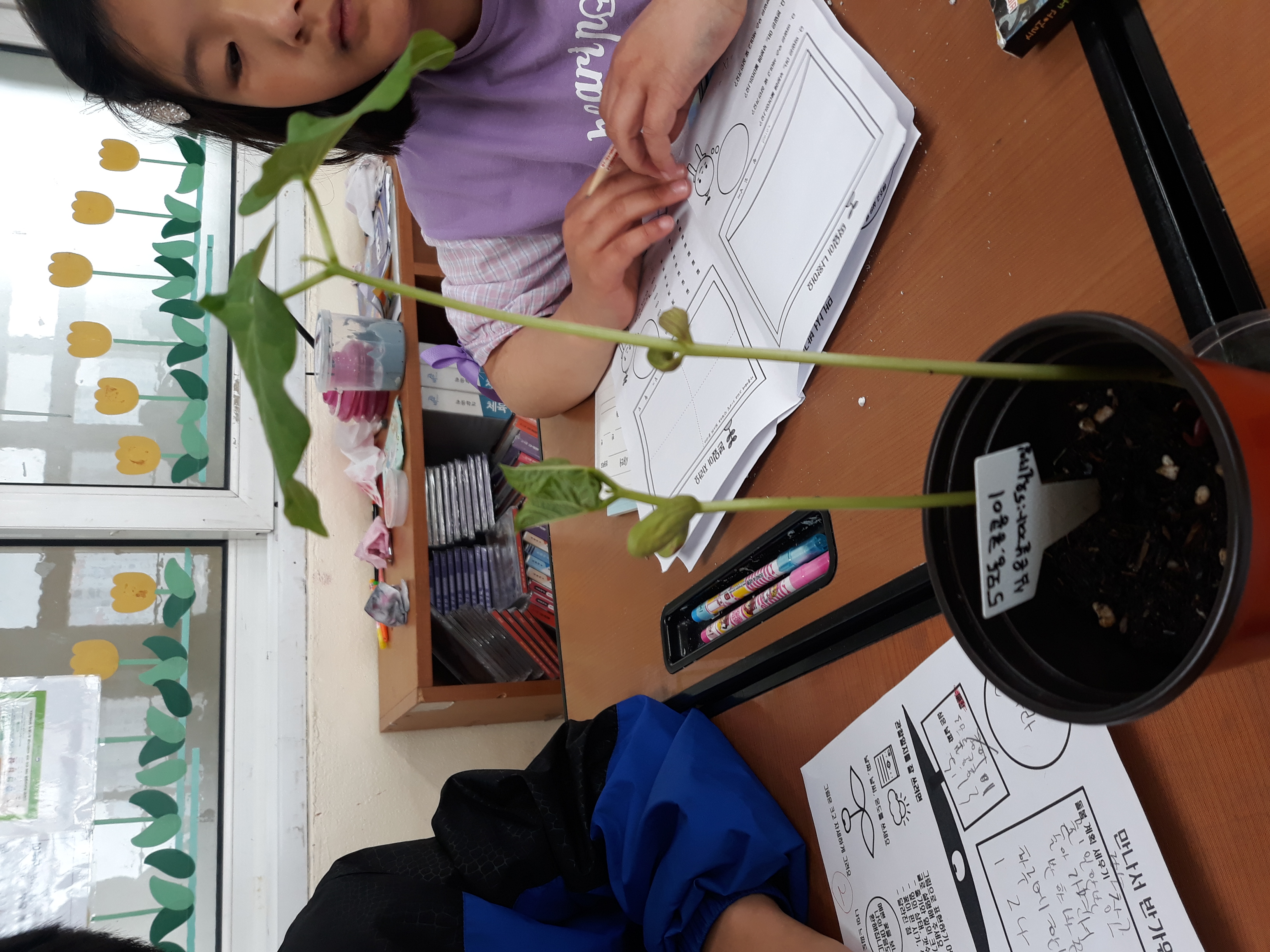 5월 20일 강낭콩 기르기1.jpg