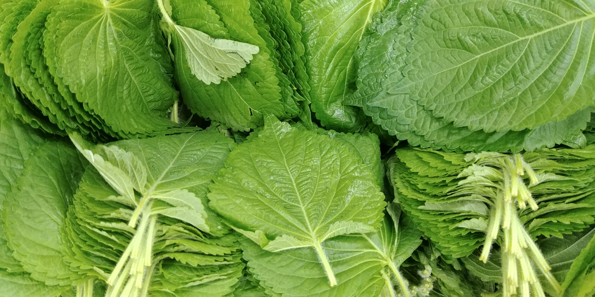 20190704_084148