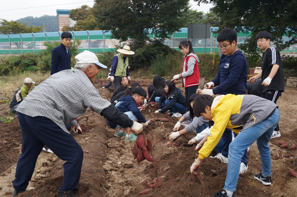 고구마캐기 (1).jpg