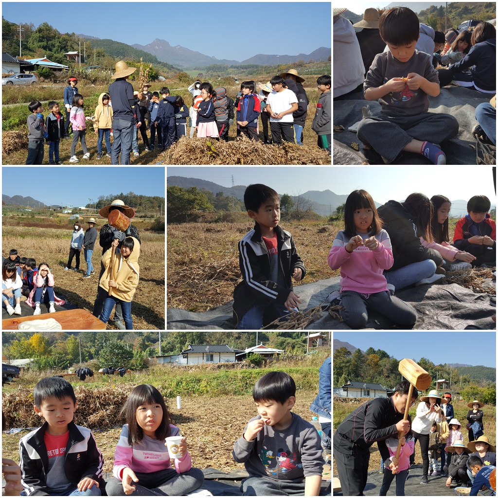 콩 수확(9.28).jpg