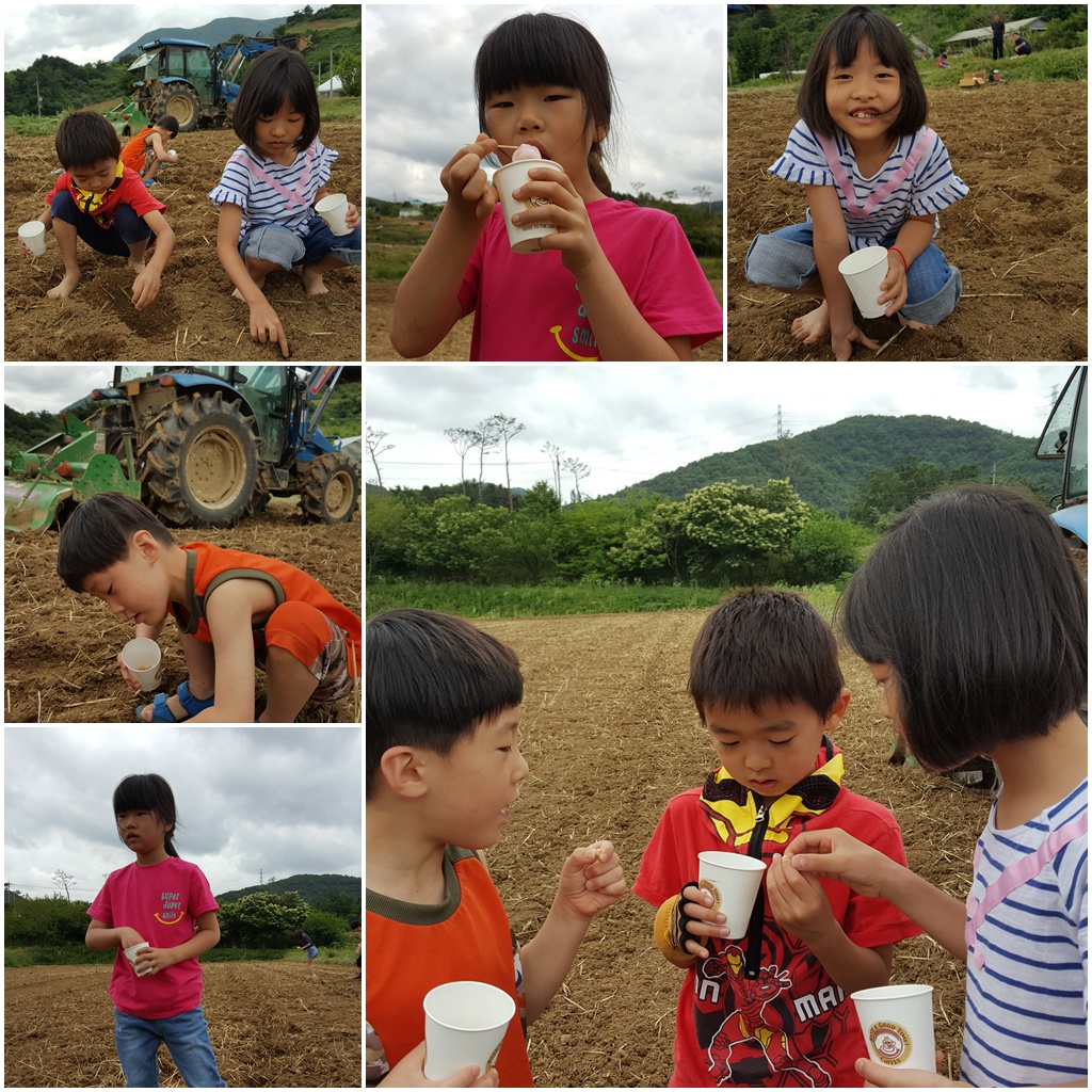 콩심기(6.10).jpg