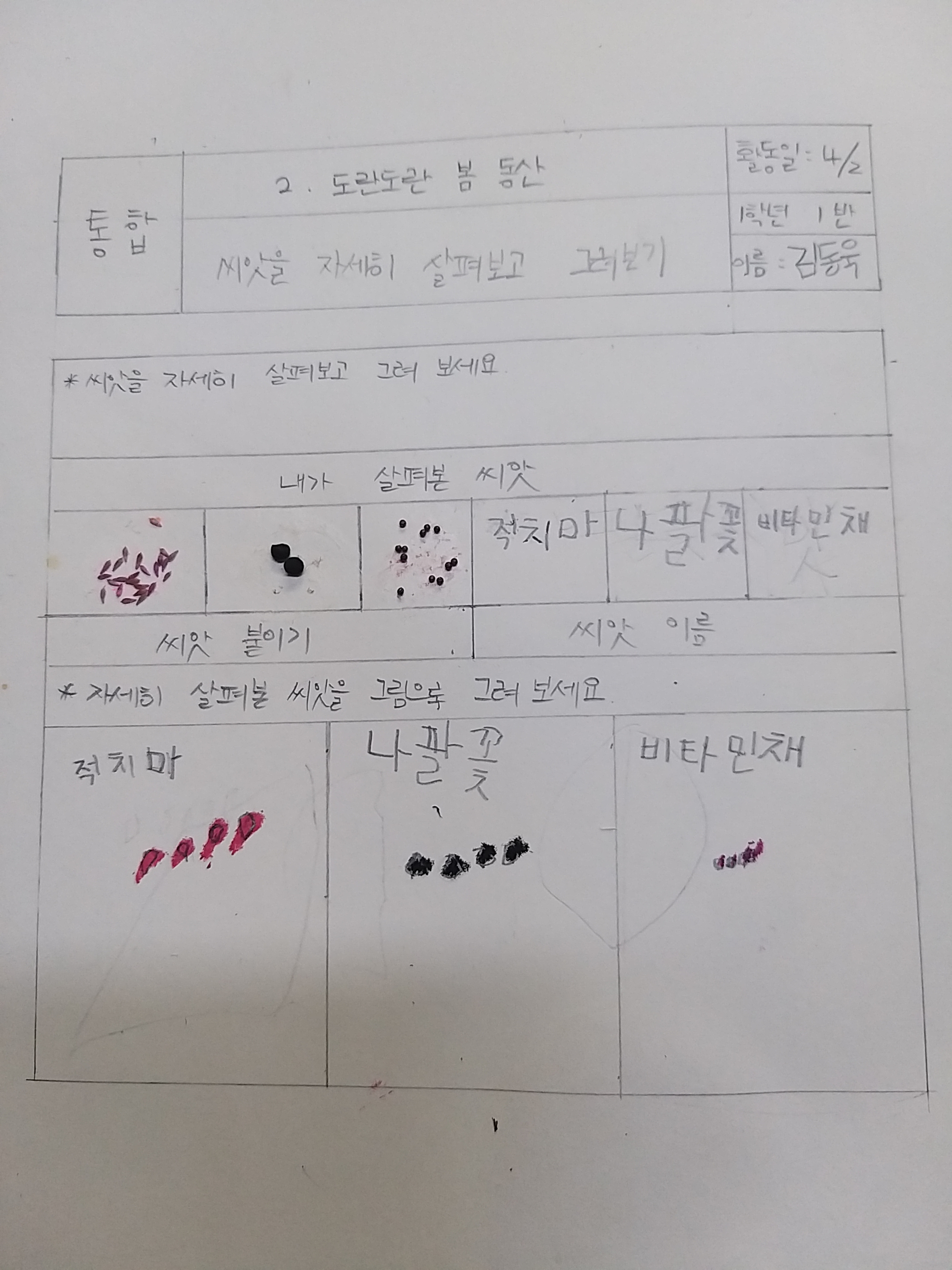 씨앗을 자세히 살펴보고 그려보기