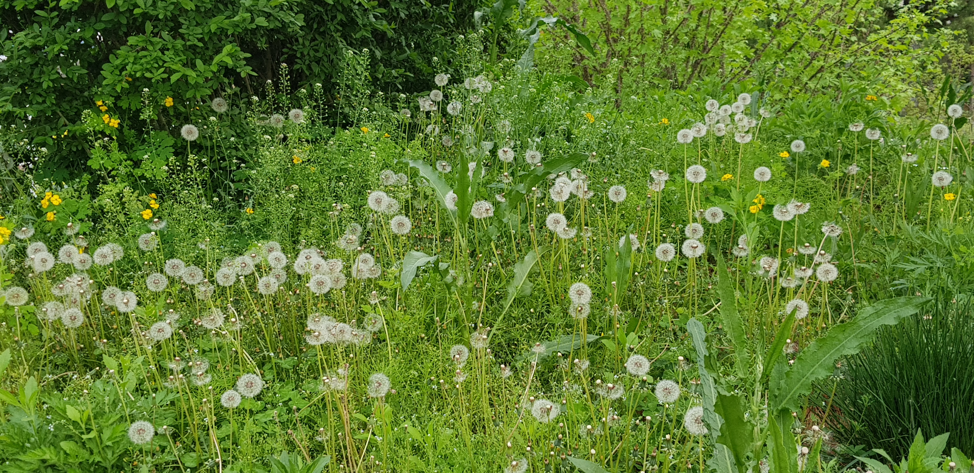 민들레