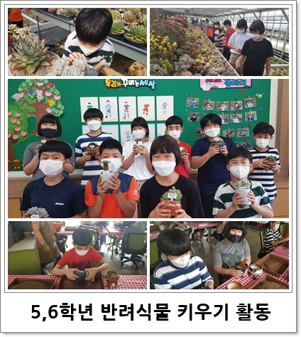 5,6학년 반려식물 키우기 활동