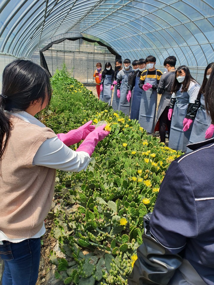 천년초1