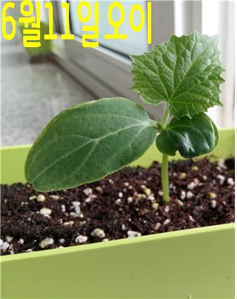 6월11일오이