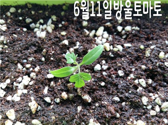 6월11일방울토마토