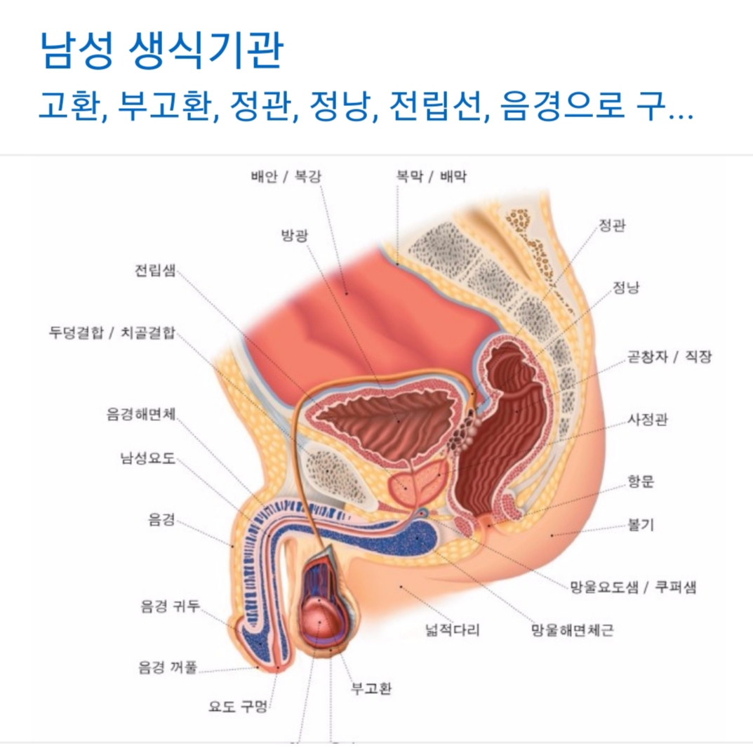 남자 생식기