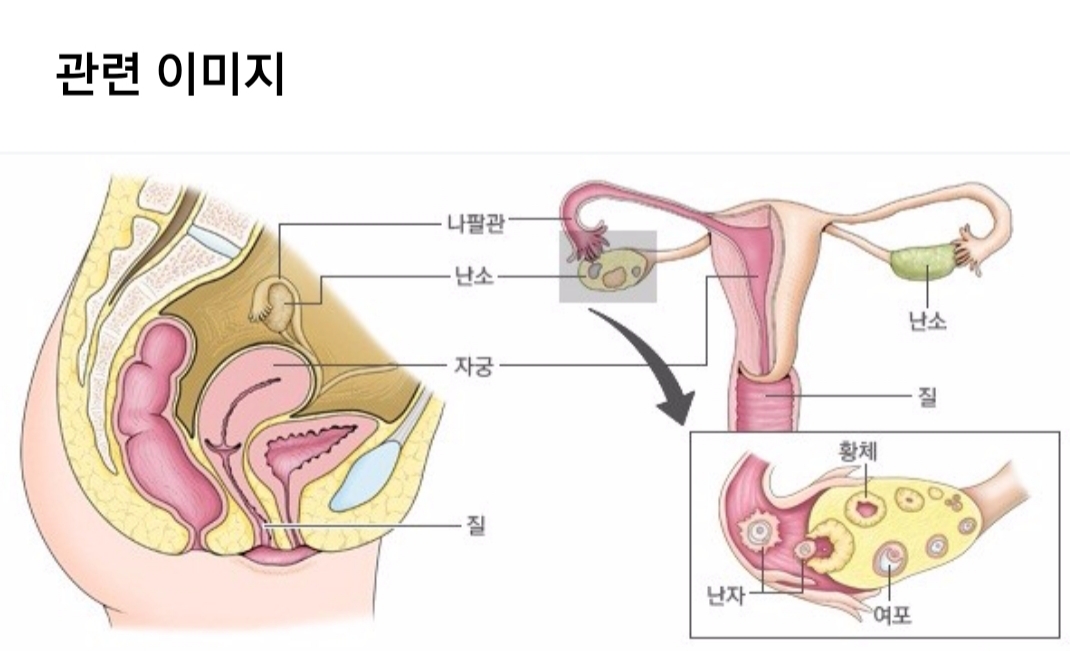 여자 생식기