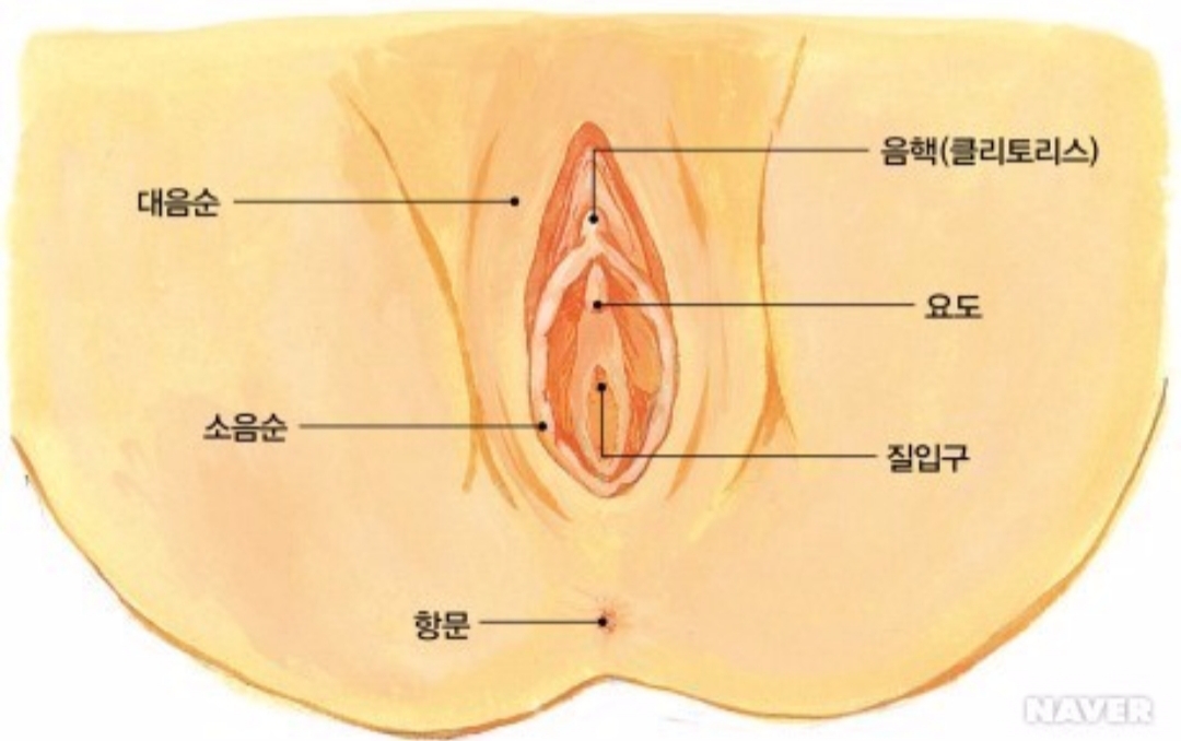 여자 생식기